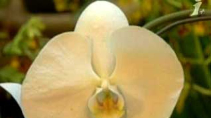 Нью-Йорк утопает в орхидеях