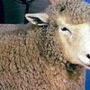 В Нидерландах рекламой занялись овцы