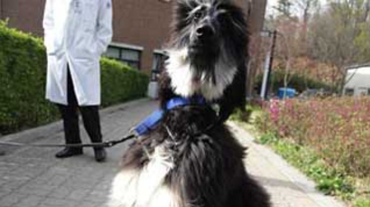 Первой и единственной в мире клонированной собаке Снуппи исполнился 1 год