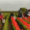 В Крыму начался сбор тюльпанов