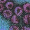 Предрасположенность к заражению птичьим гриппом определяется генами