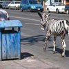Египетскому зоопарку под видом зебр мошенники продали 15 крашеных ослов