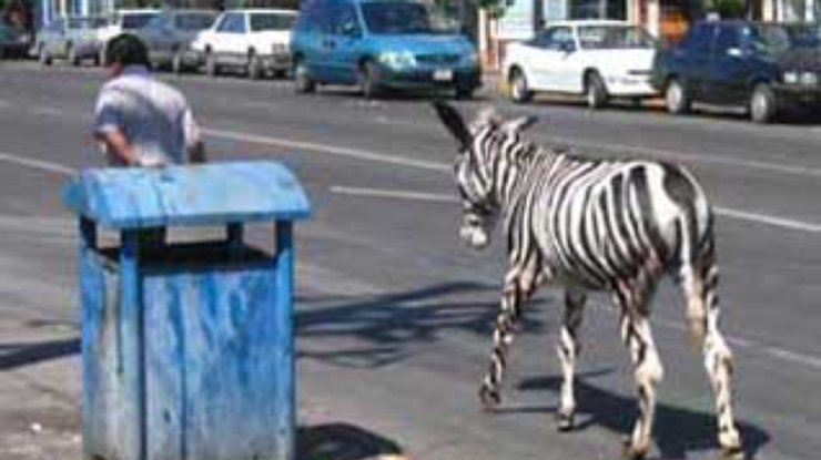Египетскому зоопарку под видом зебр мошенники продали 15 крашеных ослов