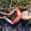 Закарпатским лягушкам грозит полное исчезновение от прожорливых аборигенов