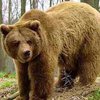 В Германии впервые за 170 лет обнаружен бурый медведь
