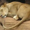 В Киевском зоопарке львица загрызла мужчину (Дополнено в 15:27)