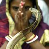 В Индии женщина вышла замуж за змея