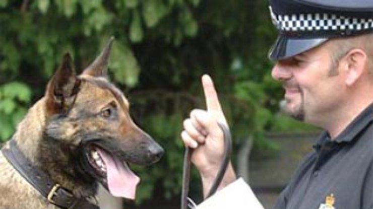 Полицейским пришлось выучить голландский для разговора с собаками