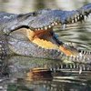 В национальном парке Флориды крокодил напал на человека
