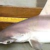 В США обнаружен новый вид акулы