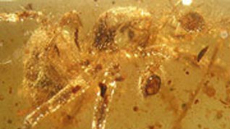 В янтаре нашли пауков эпохи динозавров