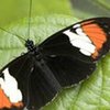 Ученые создали гибрид редких бабочек