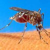 Израильским верующим запретили убивать комаров в шаббат