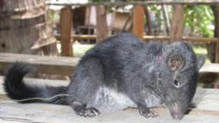 Живая лаосская горная крыса заснята на видео