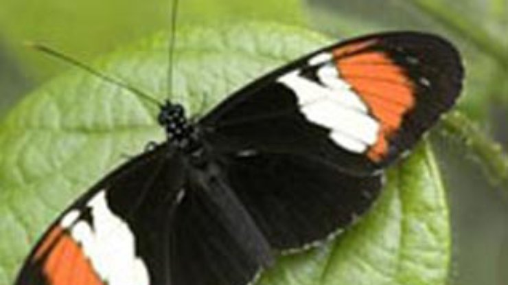 Ученые воссоздали вид бабочек лабораторными методами