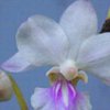 Учёные нашли самоопыляющуюся орхидею