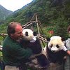 Популяция панды увеличивается