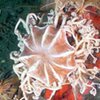 Учёные обнаружили новые виды подводных кораллов