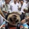 Лучшие китайские ветеринары заняты спасением гигантской панды