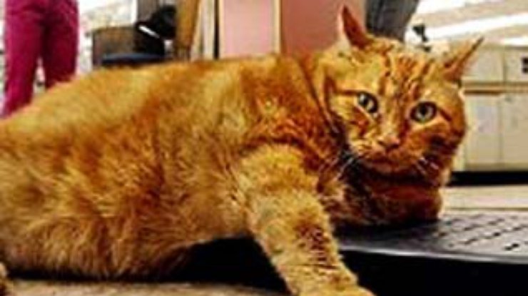 Кошачьи телеса стали двигателем торговли