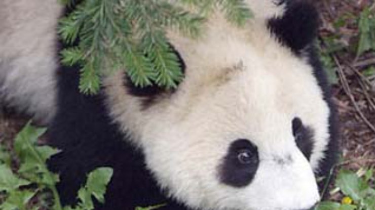 Зачатый в пробирке панда справил первый день рождения