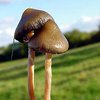 Галлюциногенные грибы дают "универсальный мистический опыт"
