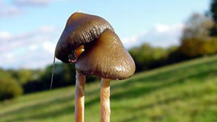 Галлюциногенные грибы дают "универсальный мистический опыт"