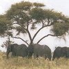 Африканским слонам угрожают китайцы