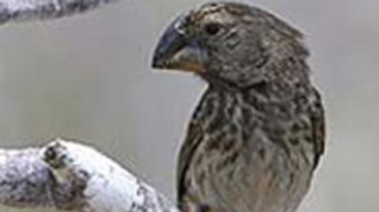 Птицы Дарвина подтвердили теорию эволюции