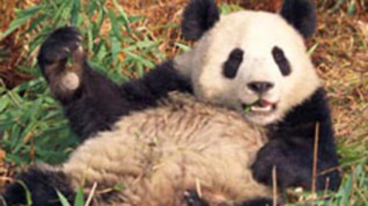 Пожилая панда щелкает новенькими зубами