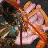 В Мэне пойман половинчатый омар