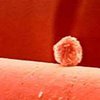 ЕС решит судьбу работ со стволовыми клетками