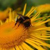 Пчелы и цветы: содружество становится невыгодным?