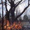 Составлена хронология древнейших лесных пожаров