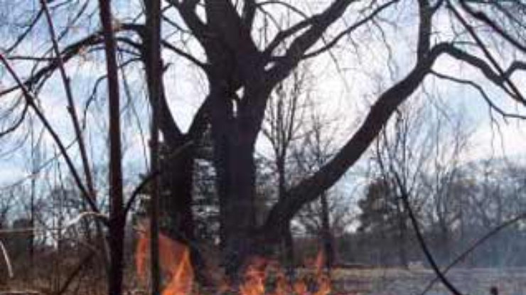 Составлена хронология древнейших лесных пожаров