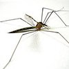 На Азовском побережье нашествие комаров