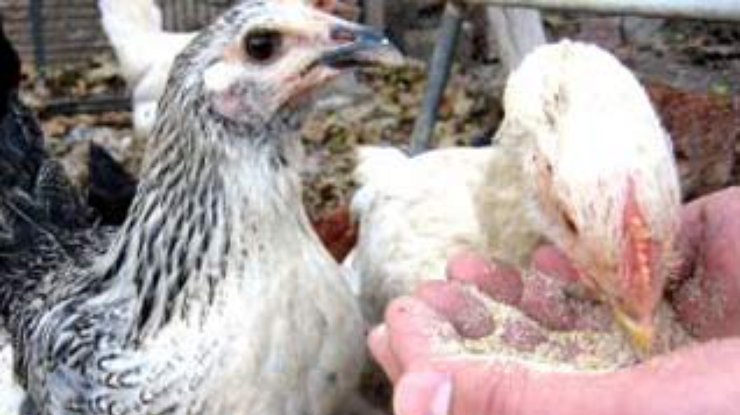 Турция опасается мутаций птичьего гриппа