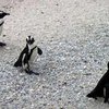 Бразильская армия будет спасать пингвинов
