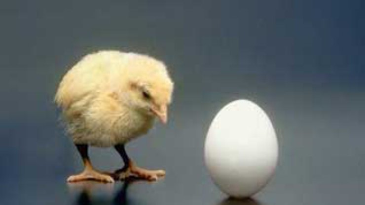Курица, яйцо, дизайн и интернет