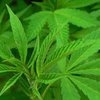 Британский судья не посчитал предосудительным выращивание марихуаны