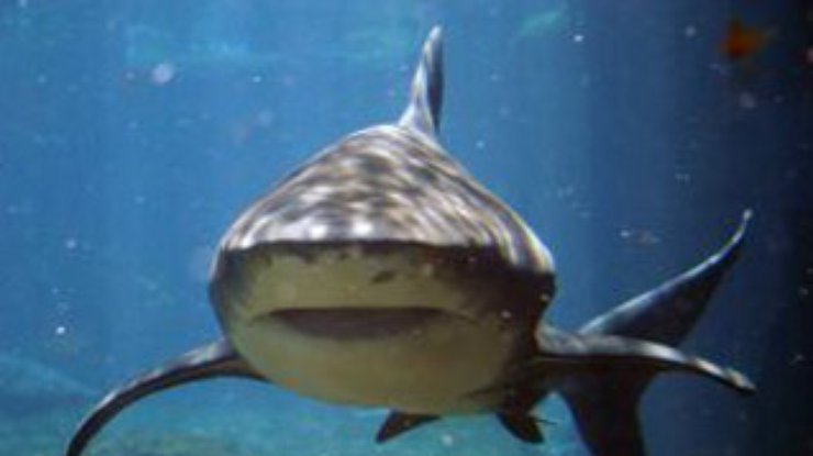 Через 15 лет у побережья Италии появятся акулы