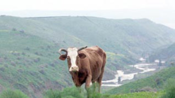 Израильские коровы перешли на сторону Ливана