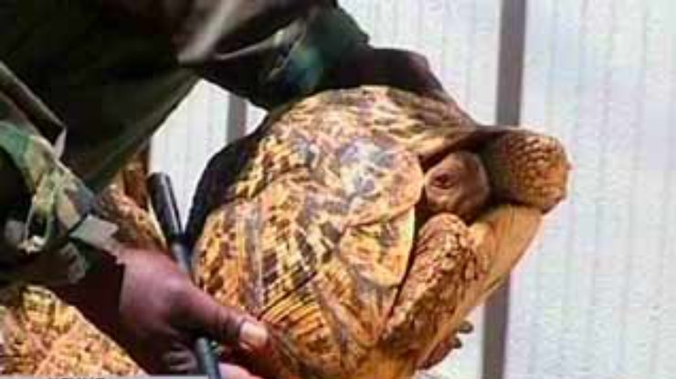 В Кенийском аэропорту спасены более 200 леопардовых черепашек