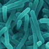 В США мясные продукты будут обрабатывать спреем из вирусов