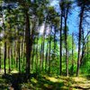 Испания принялась за восстановление сгоревших лесных массивов