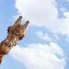 В киевском зоопарке отмечают День рождения жирафов