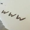Появился вирус, меняющий результаты поиска в интернете
