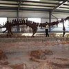В Китае обнаружено кладбище динозавров