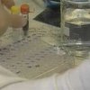 Ученые поговаривают о финно-угорских корнях белорусов