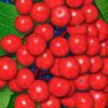 Клюквенный сок может заменить антибиотики